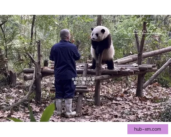 熊猫体育好用吗真实体验分享与功能优缺点全面解析指南及新手必看使用建议